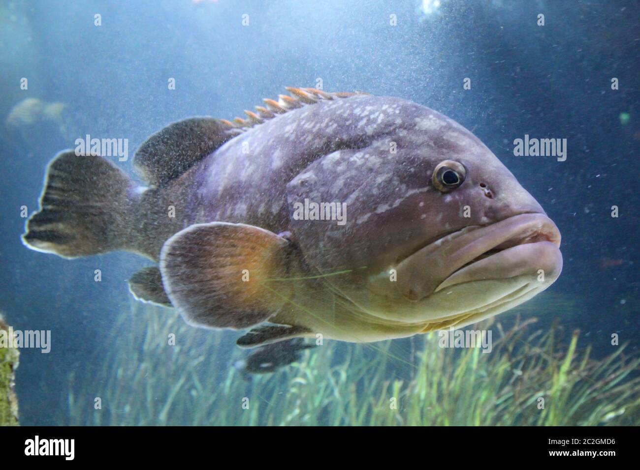 Ein großer Fisch im Riff Stockfoto
