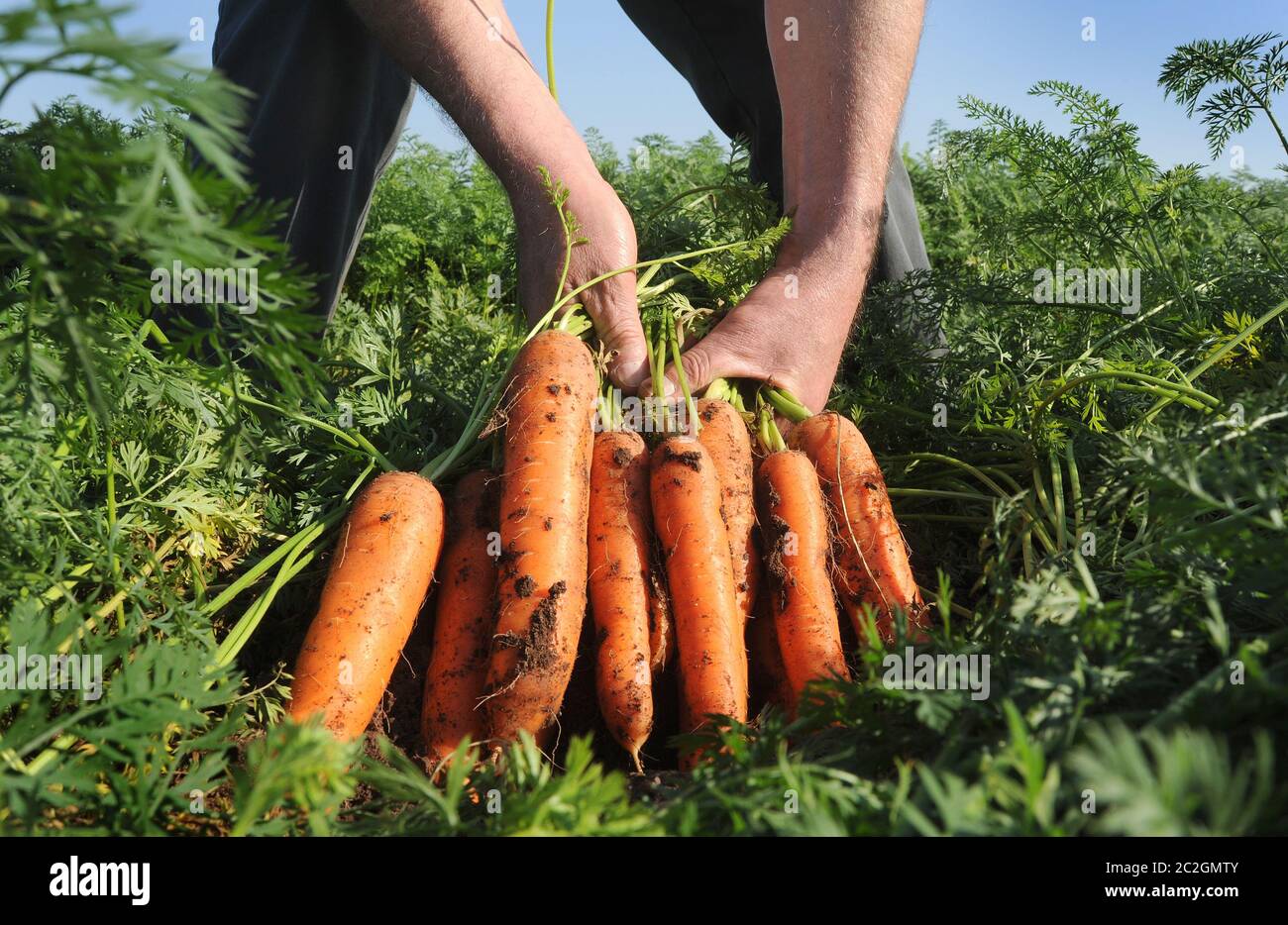 KAROTTEN VON EINEM FELD GEERNTET WERDEN WIEDER LANDWIRTSCHAFT BAUERN BREXIT HANDEL BEHANDELT LEBENSMITTELPRODUKTION COVID 19 ETC UK Stockfoto