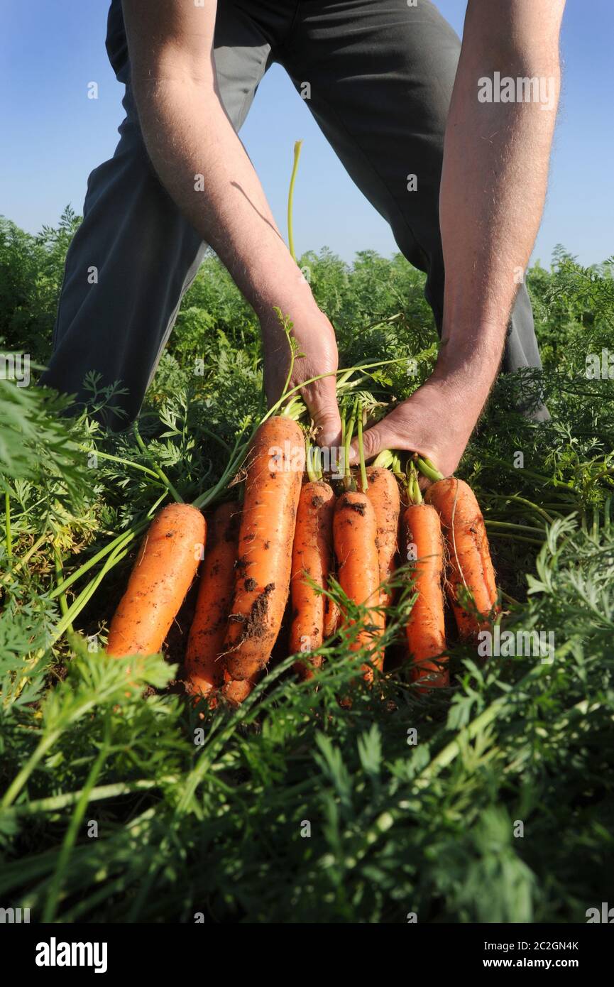 KAROTTEN VON EINEM FELD GEERNTET WERDEN WIEDER LANDWIRTSCHAFT BAUERN BREXIT HANDEL BEHANDELT LEBENSMITTELPRODUKTION COVID 19 ETC UK Stockfoto