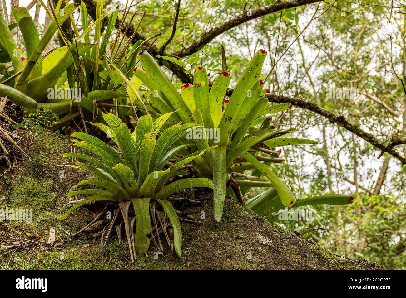 Einige Bromelien am Baumstamm aus brasilianischem Regenwald Stockfoto