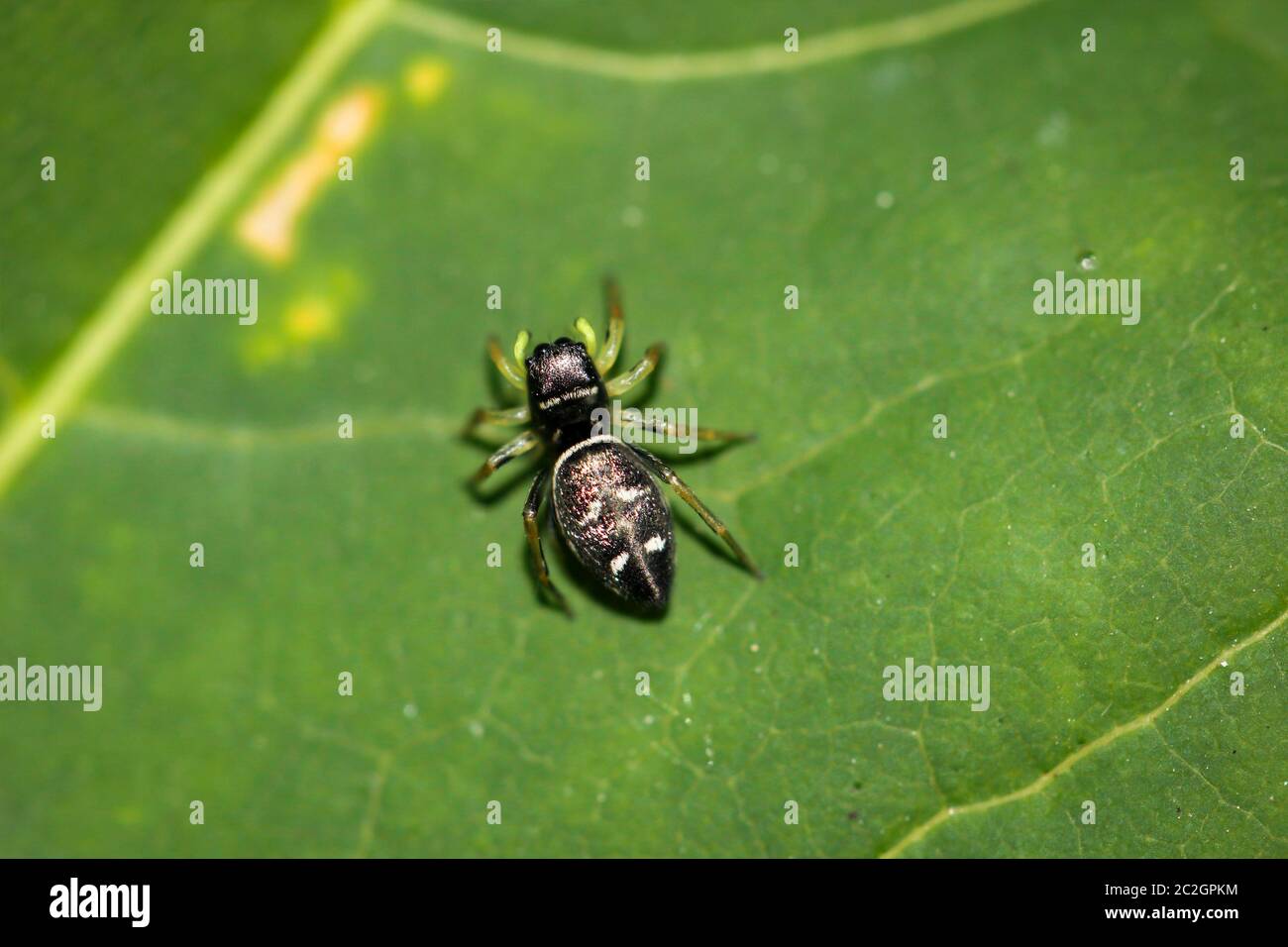 Eine Spinne auf einem Blatt Stockfoto