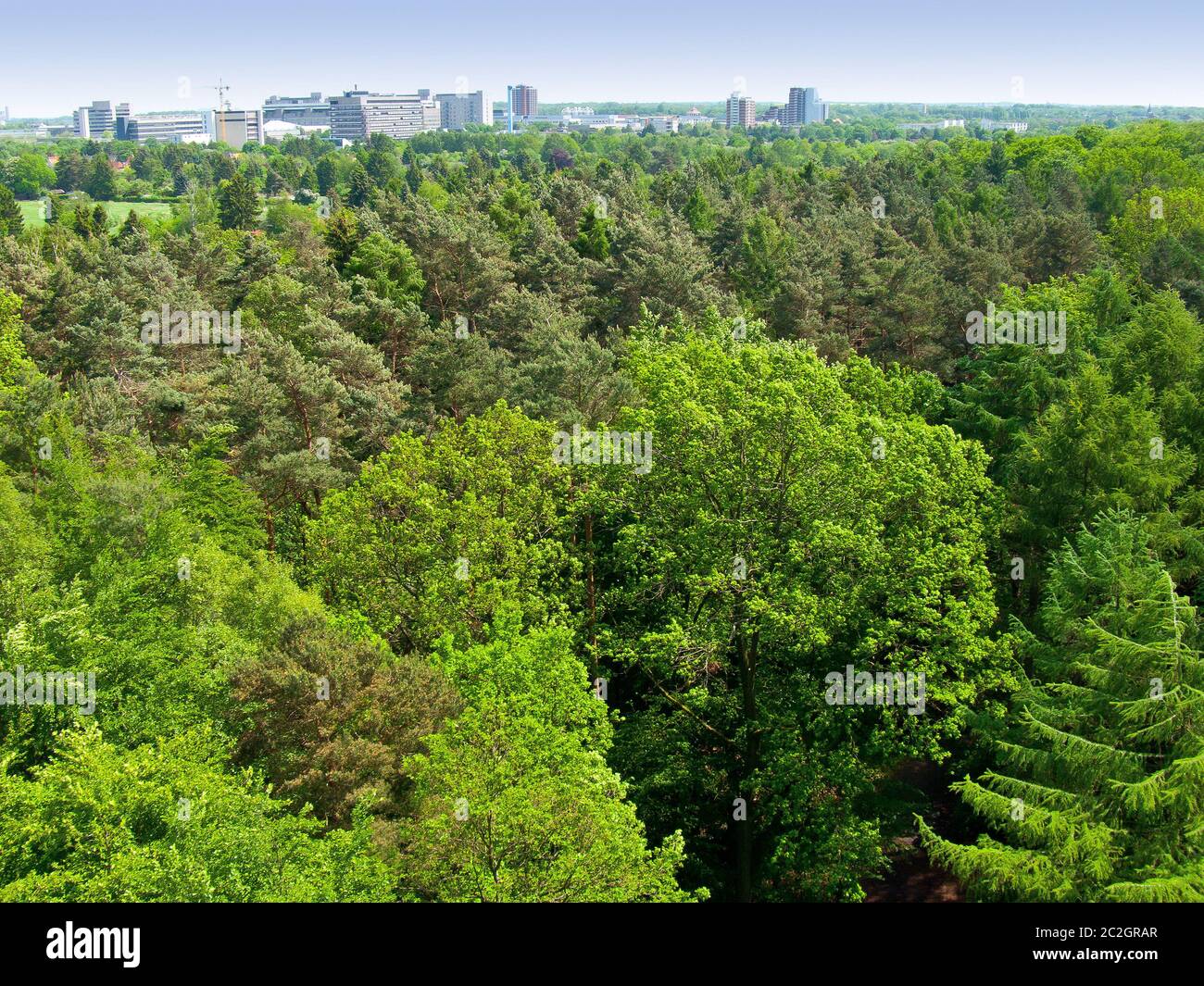 Stadtwald „Eulenriede“ in Hannover Stockfoto Stadtwald „Eulenriede“ in Hannover Stockfoto