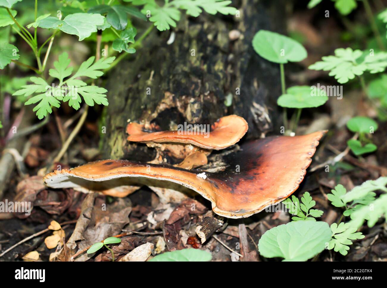 Ein ausladende Baumpilz auf einem Baum Stockfoto