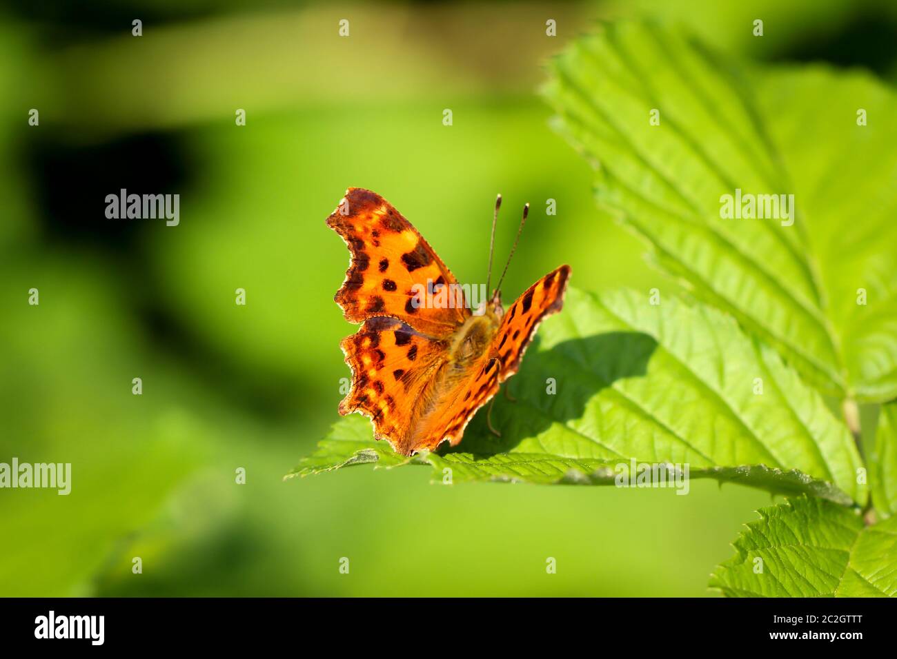 A c - Schmetterling auf einem Blatt Stockfoto