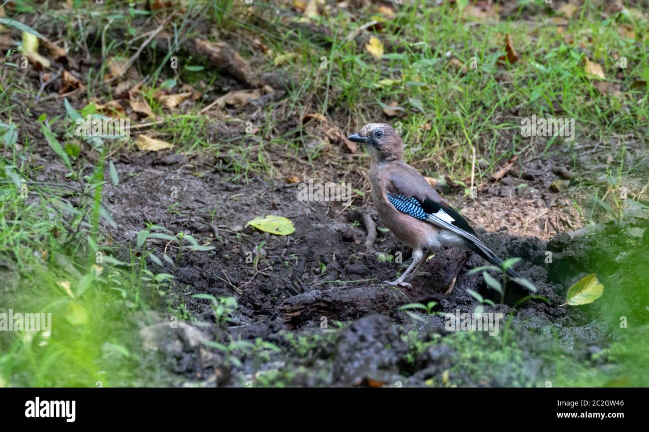 Eurasischen Eichelhäher (Garrulus glandarius) Männer am Boden, Bialowieza, Polen, Europa Stockfoto