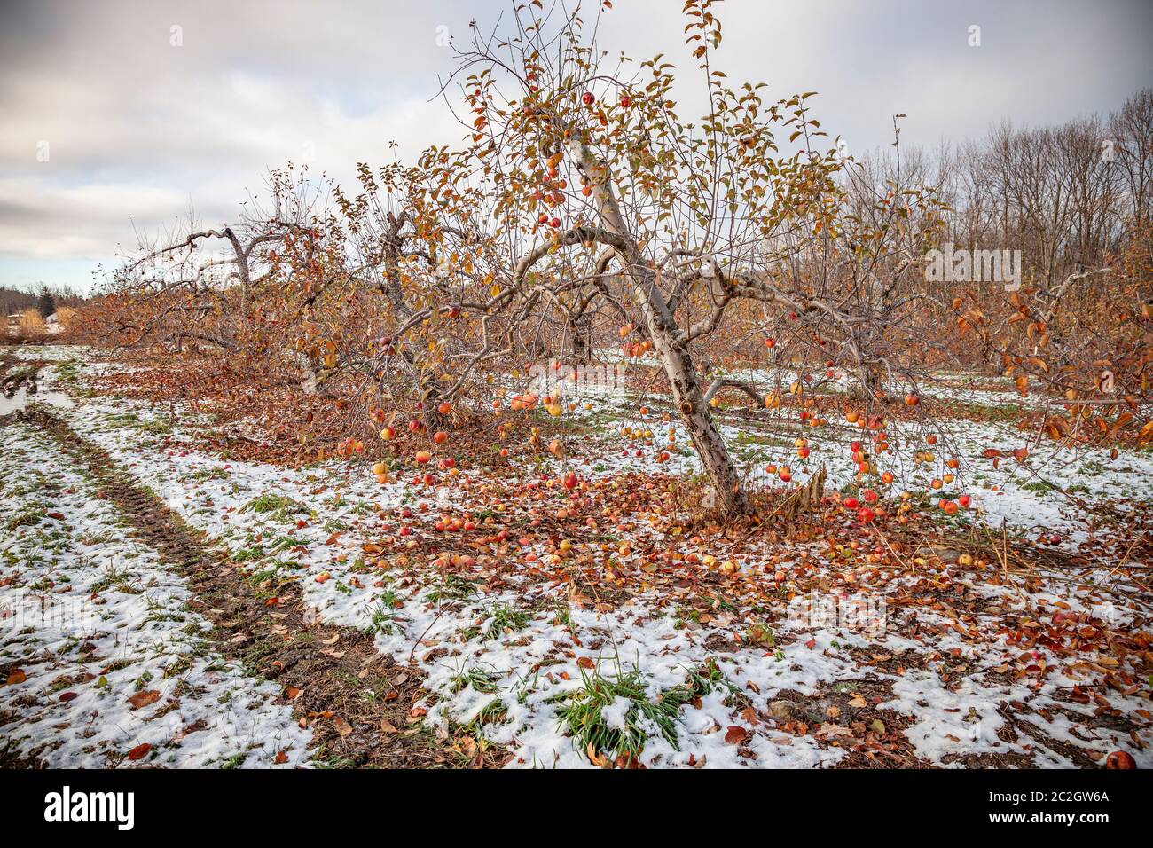 Ein Schneesturm Ende Oktober bedeckte die Apfelbäume in einem Obstgarten und ruinierte die Ernte Stockfoto