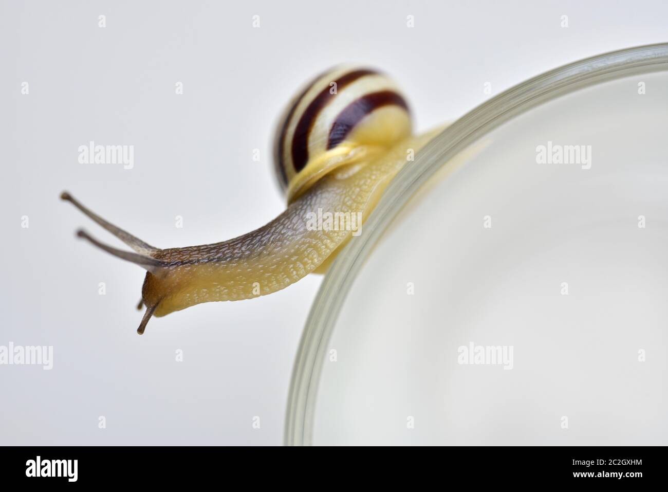 Traubenschnecke kriecht auf einer Kurve auf weißem Hintergrund. Stockfoto