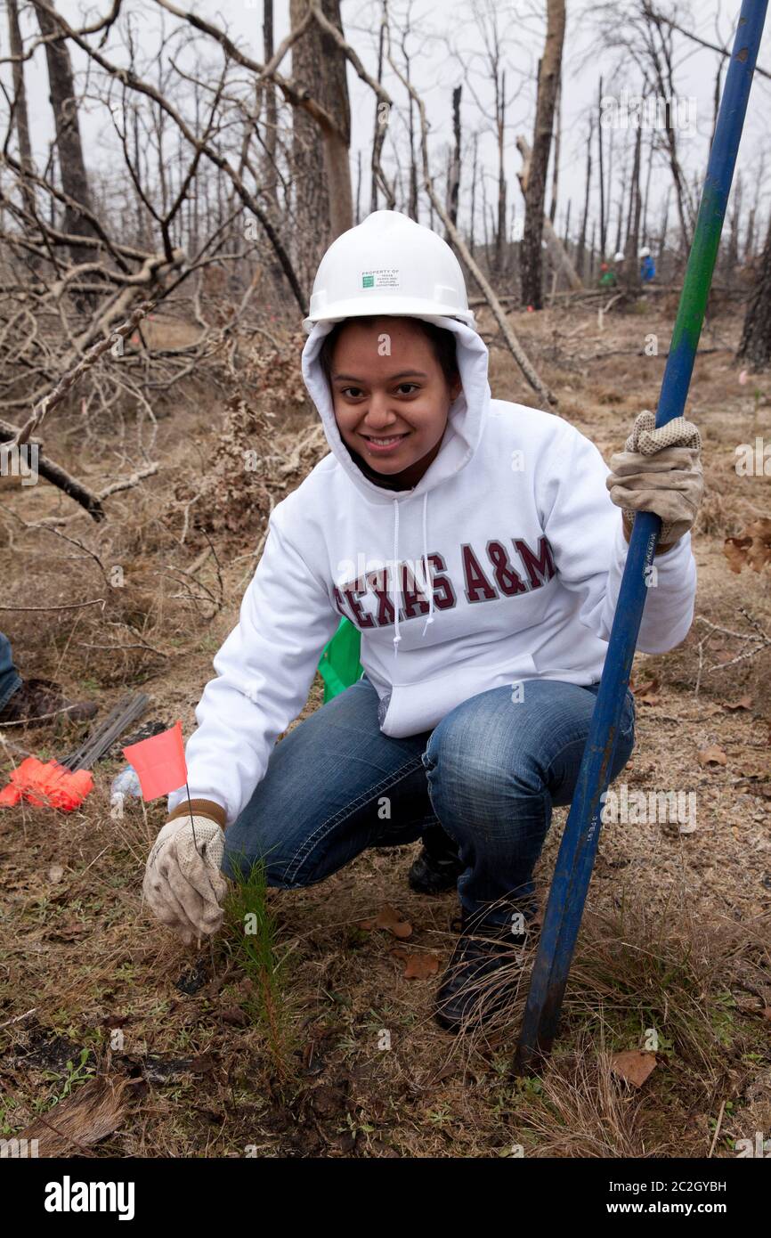 Bastrop County Texas, USA, Februar 8 2014: Ein Student der Texas A&M University nimmt an „Aggie Rebplant“ Teil, einem kontinuierlichen Versuch, Lobolly-Kiefern wieder zu Pflanzen, die vor zwei Jahren von einem Waldbrand in Bastrop County verwüstet wurden. Hunderte von Studenten und anderen Gruppen arbeiten jedes Wochenende freiwillig an der Pflanzung Hunderttausender Setzlinge. ©Bob Daemmrich Stockfoto