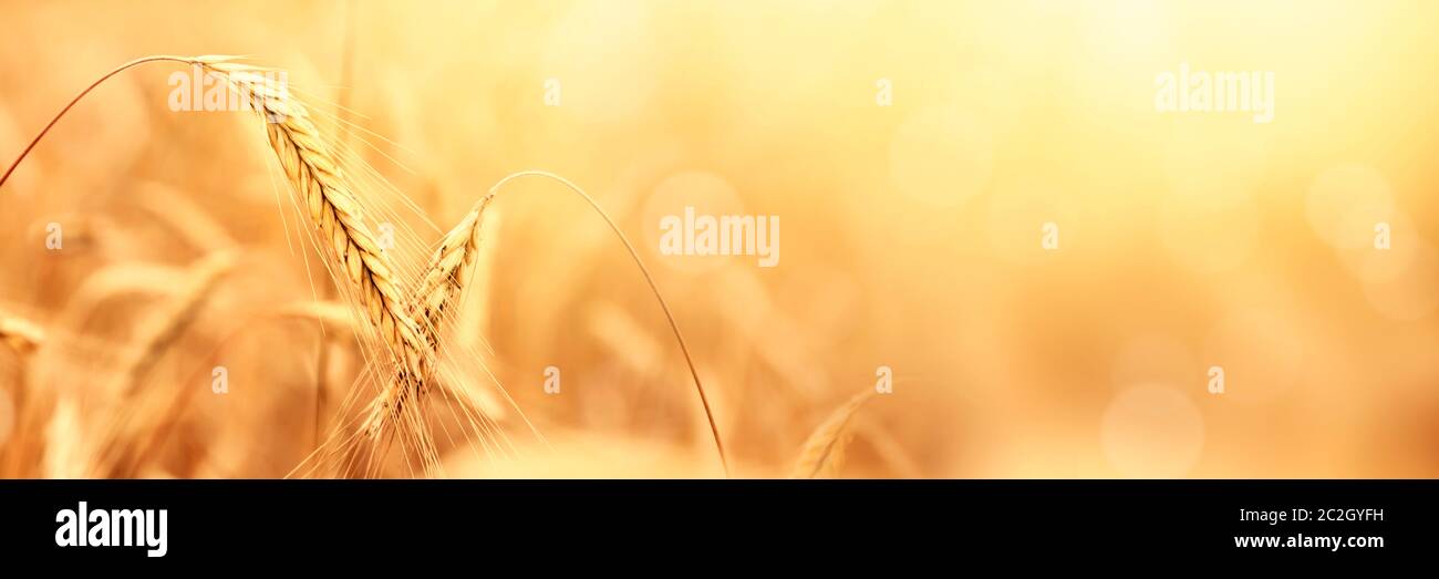 Sonniges goldenes Weizenfeld Stockfoto