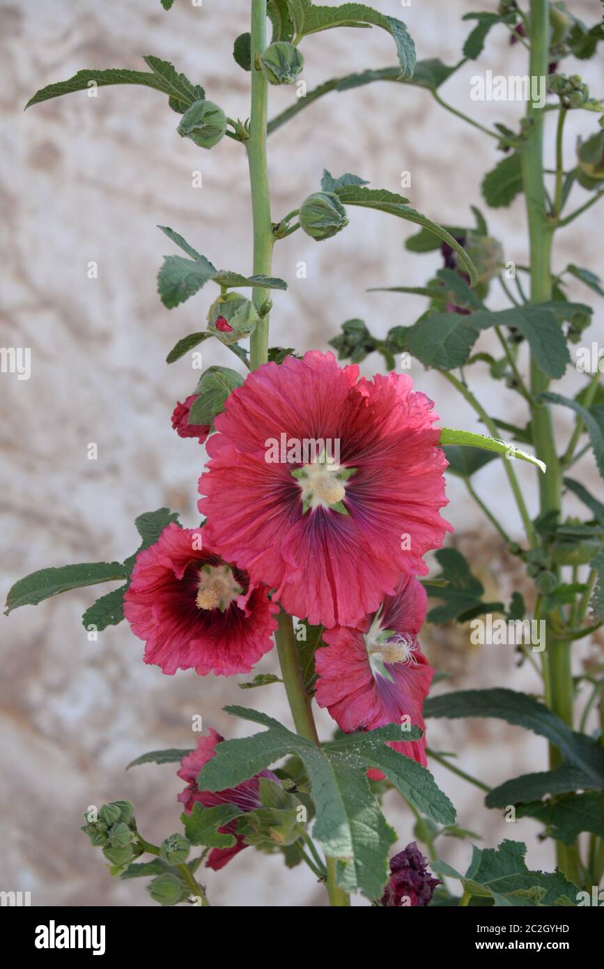 Malows in der Provinz Valencia, Spanien Stockfoto