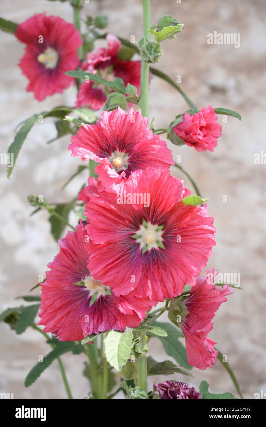 Malows in der Provinz Valencia, Spanien Stockfoto