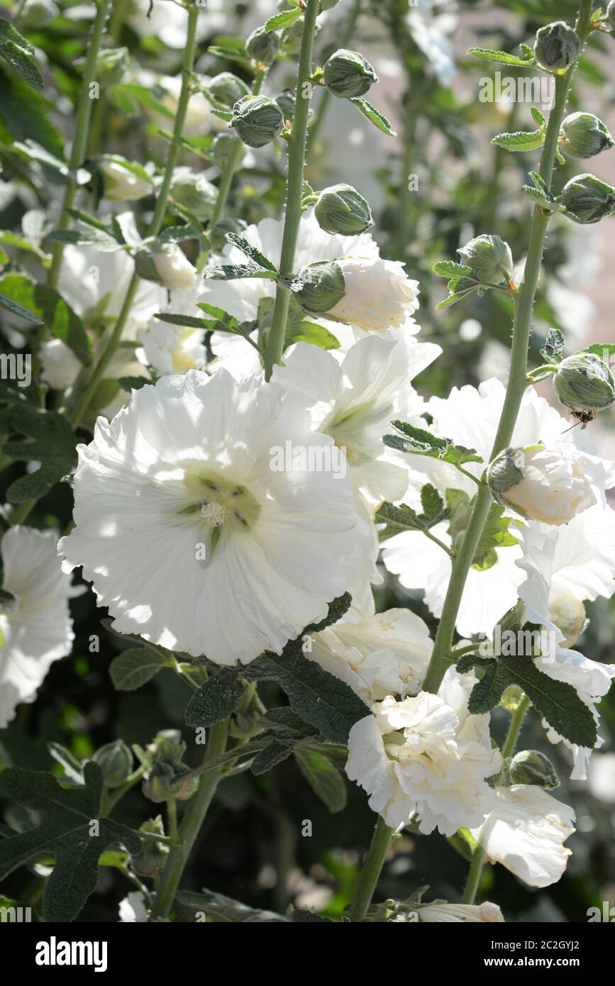 Malows in der Provinz Valencia, Spanien Stockfoto