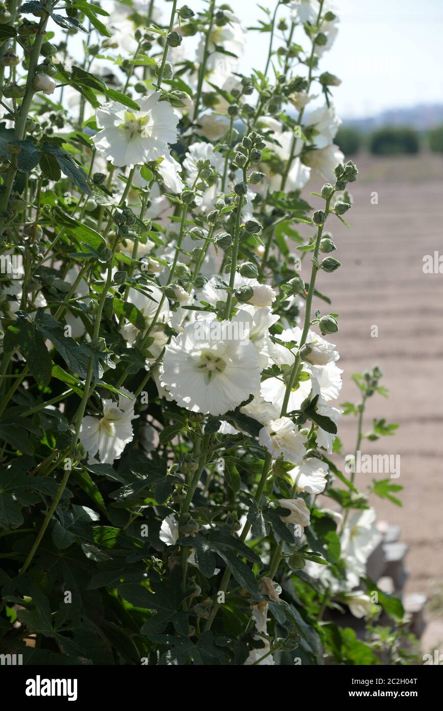 Malgen in der Provinz Valencia, Spanien, Stockfoto