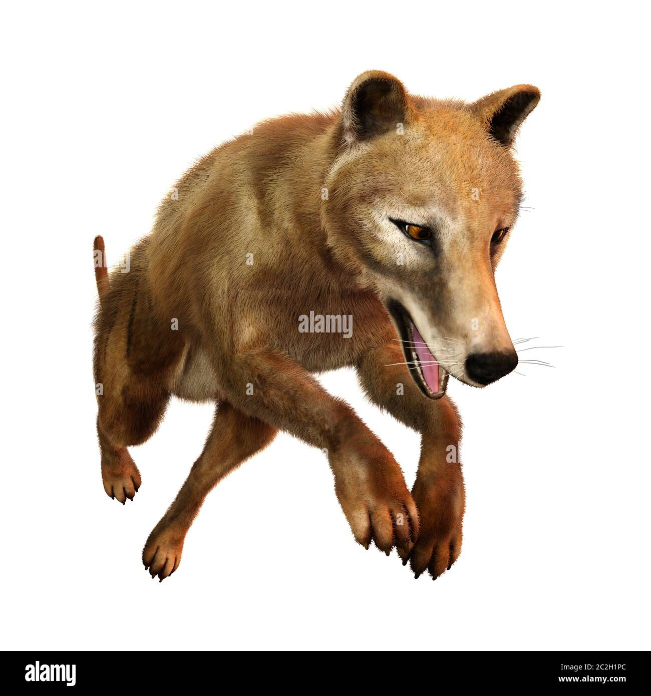 3D-Rendering ein Beutelwolf isoliert auf weißem Hintergrund Stockfoto