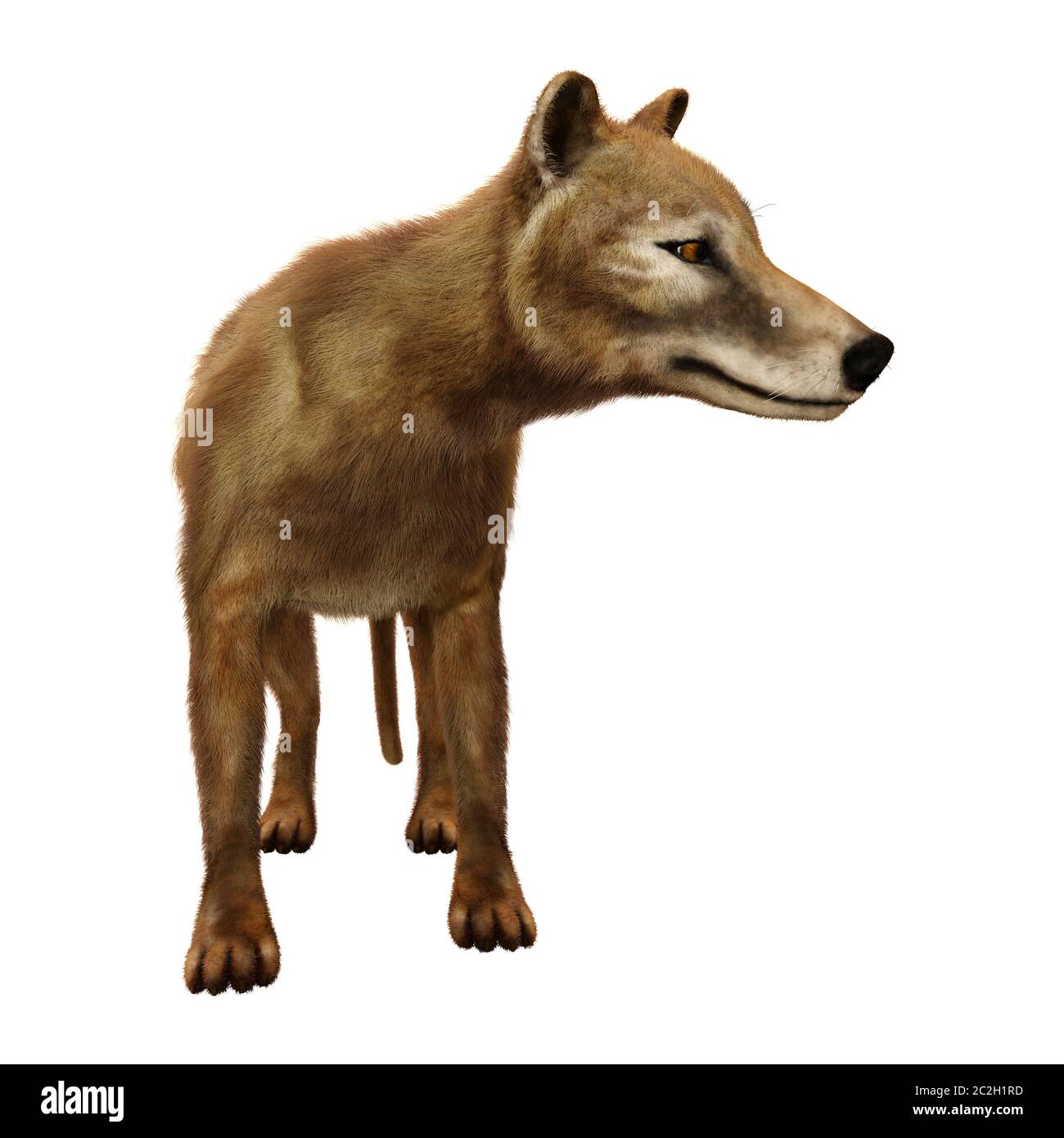 3D-Rendering ein Beutelwolf isoliert auf weißem Hintergrund Stockfoto