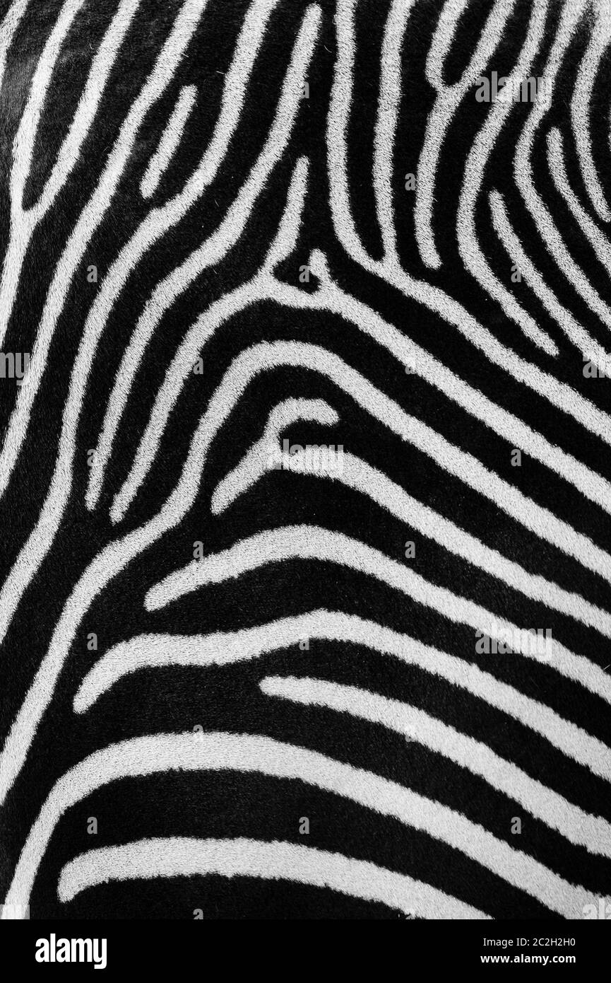 Details eines Zebras Stockfoto