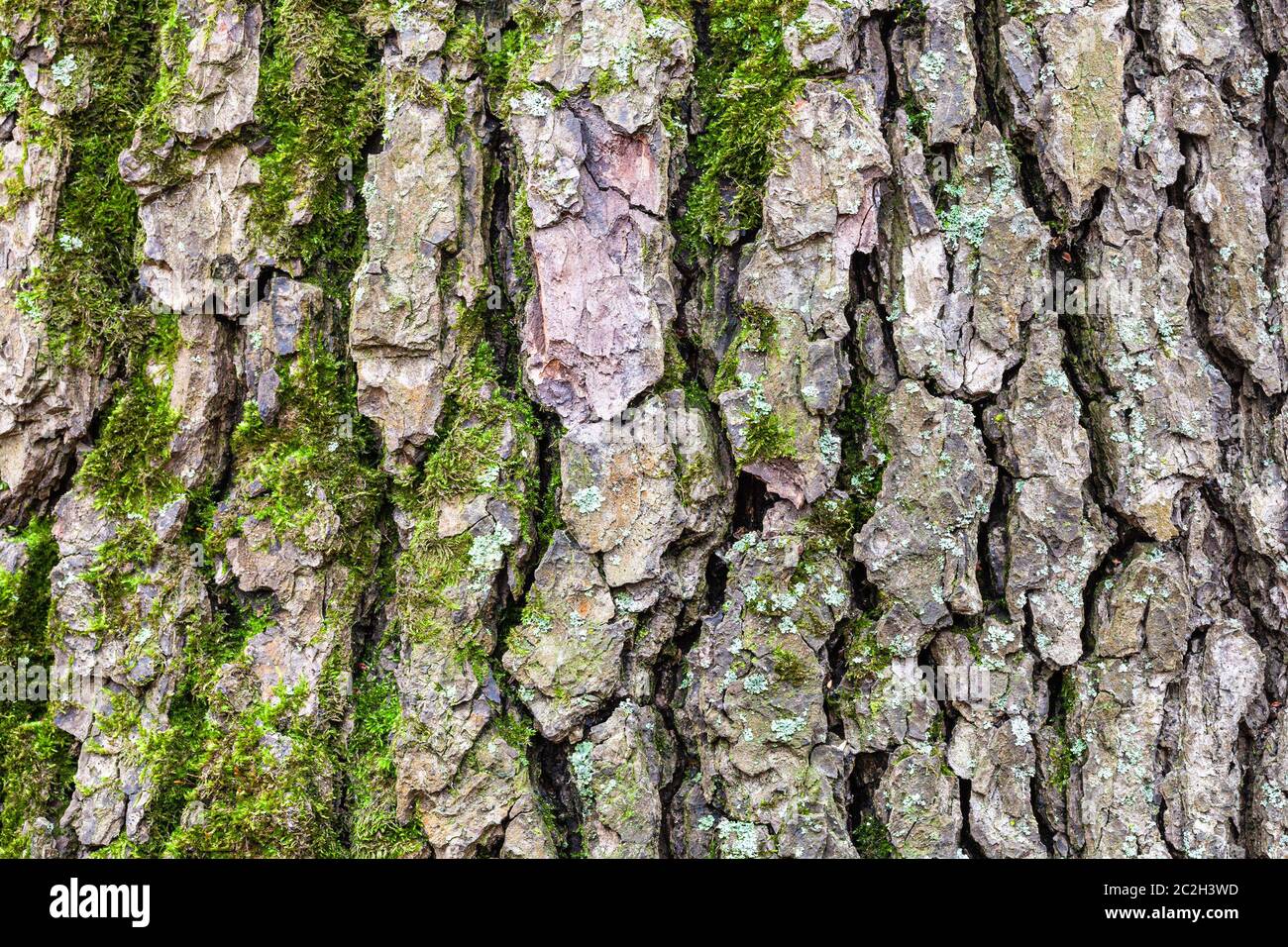 Common Alder Tree Bark Fotos Und Bildmaterial In Hoher Aufl sung Alamy common-alder-tree-bark-fotos-und-bildmaterial-in-hoher-aufl-sung-alamy