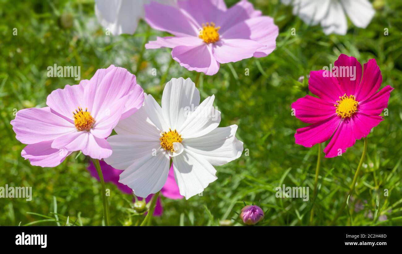 Schöne rosa Cosmos bipinnatus Blume Stockfoto