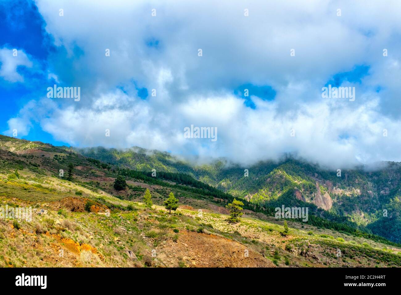 Nationalpark Teide, Teneriffa, Kanarische Inseln, Spanien Stockfoto