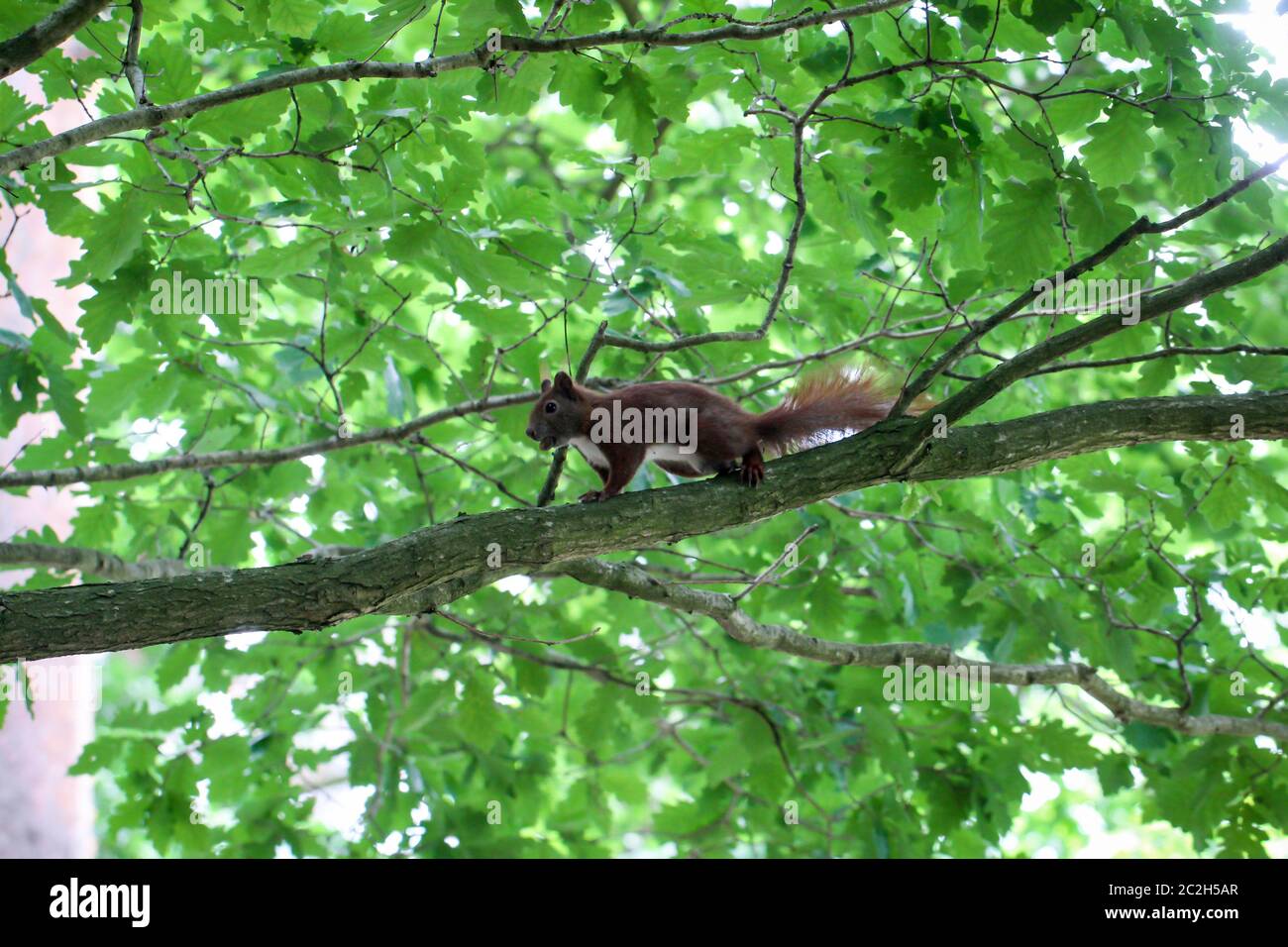 Ein Eichhörnchen auf einem Baum Stockfoto