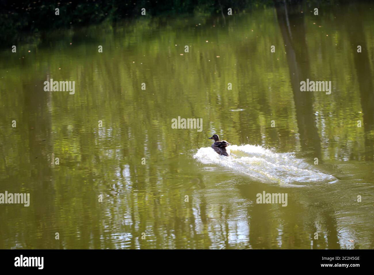 Nahaufnahme einer Mallard Duck (Anas platyrhynchos), die im Wasser schwimmt. Stockfoto