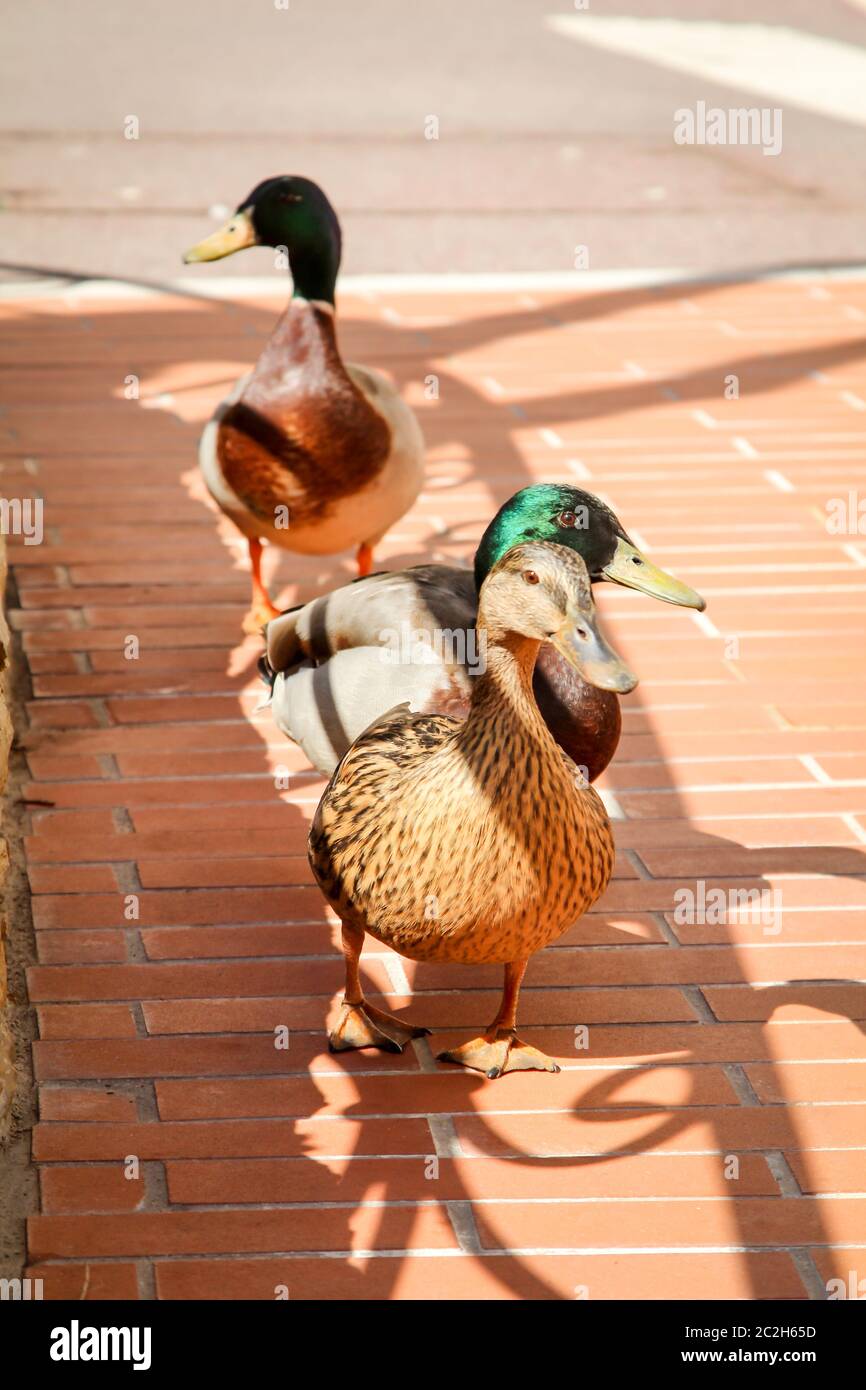 Ansicht, Porträt eines Mallards, Allards Stockfoto