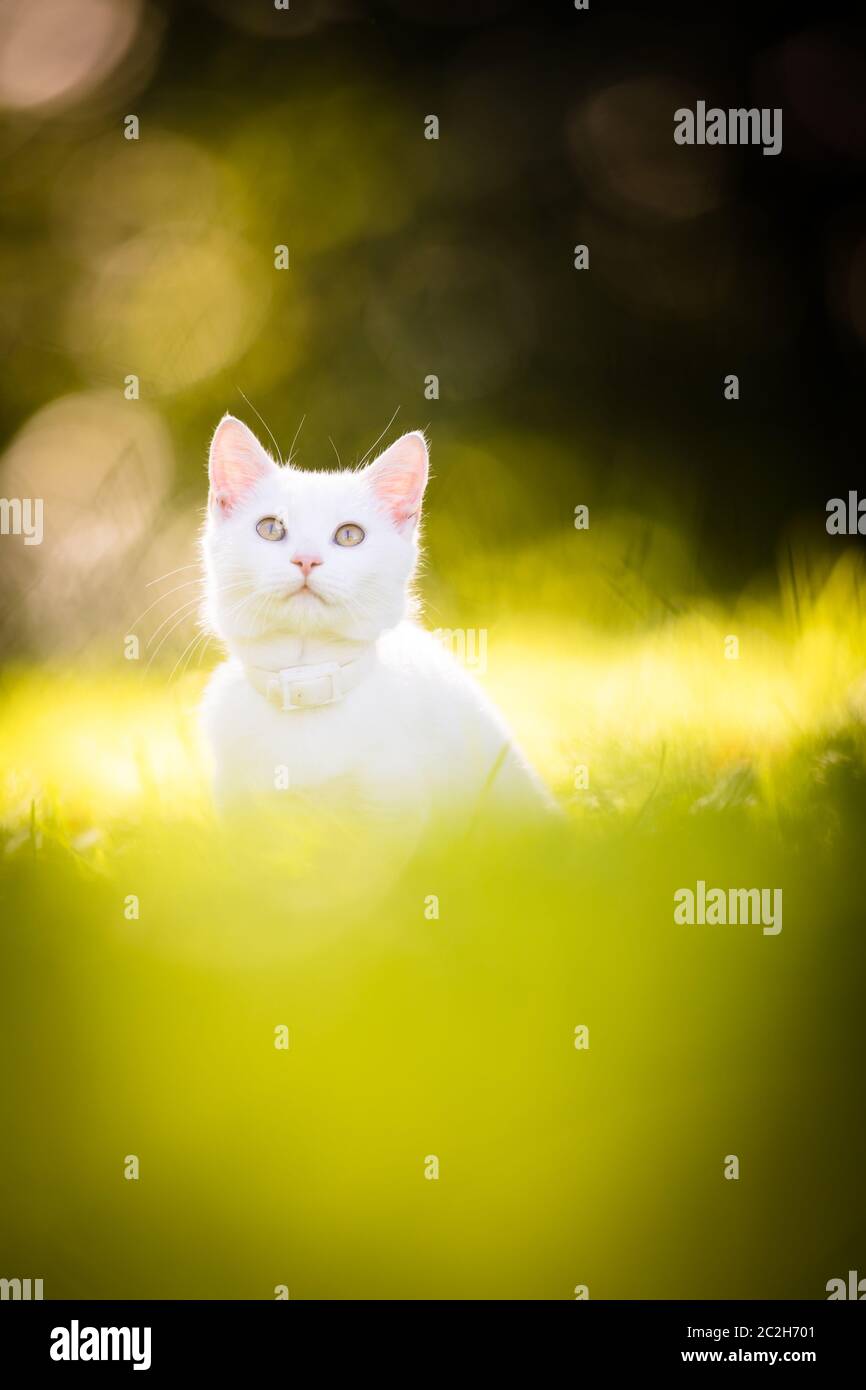 Sehr niedliche kleine weisse Katze auf einer schönen Wiese, draußen spielen - Süße inländischen pet Spielen im Freien Stockfoto
