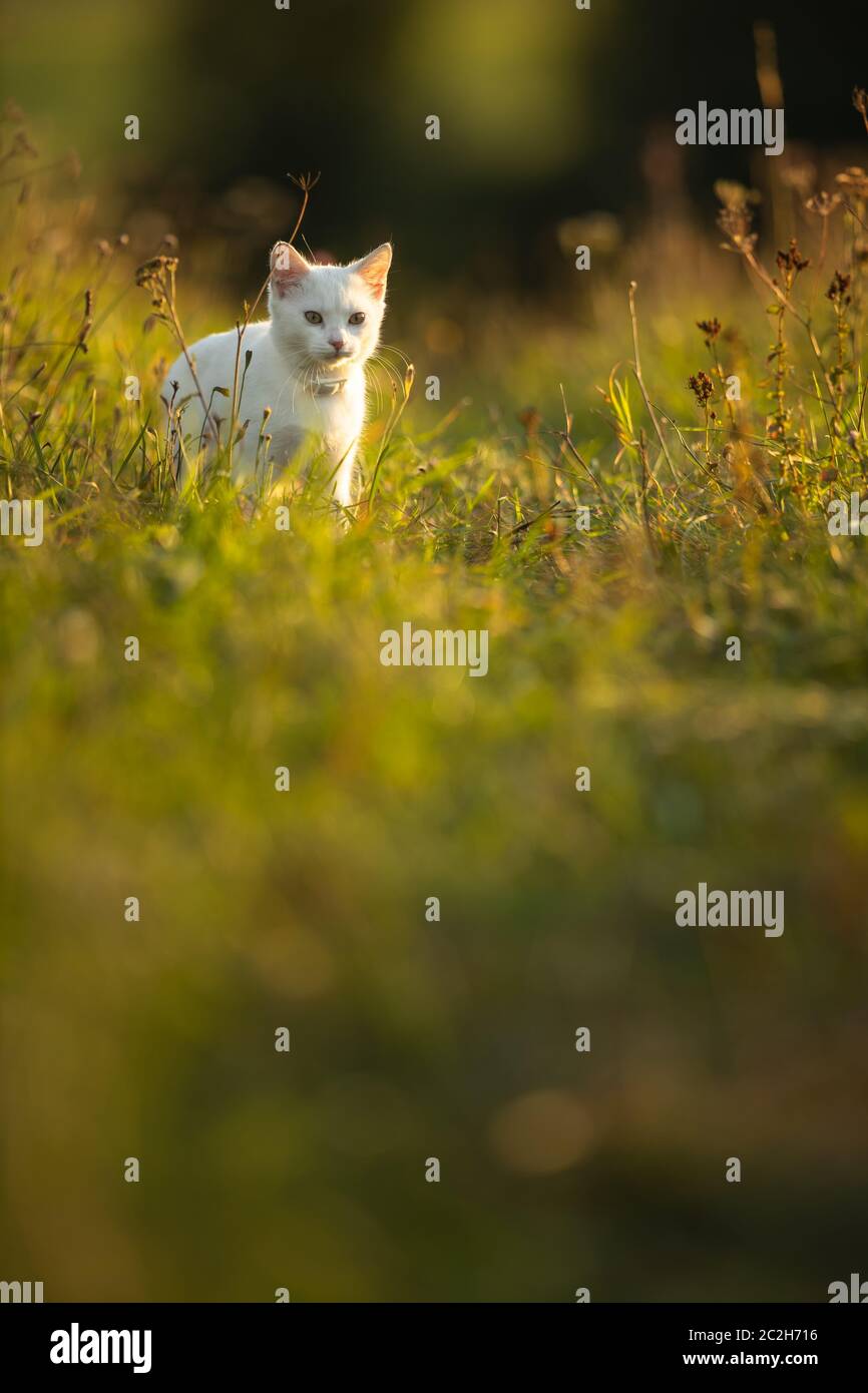 Hübsche, junge Frau mit ihrem großen schwarzen Hund auf einem schönen sonnigen Wiese in warmes Abendlicht, die gemeinsam spielen Stockfoto