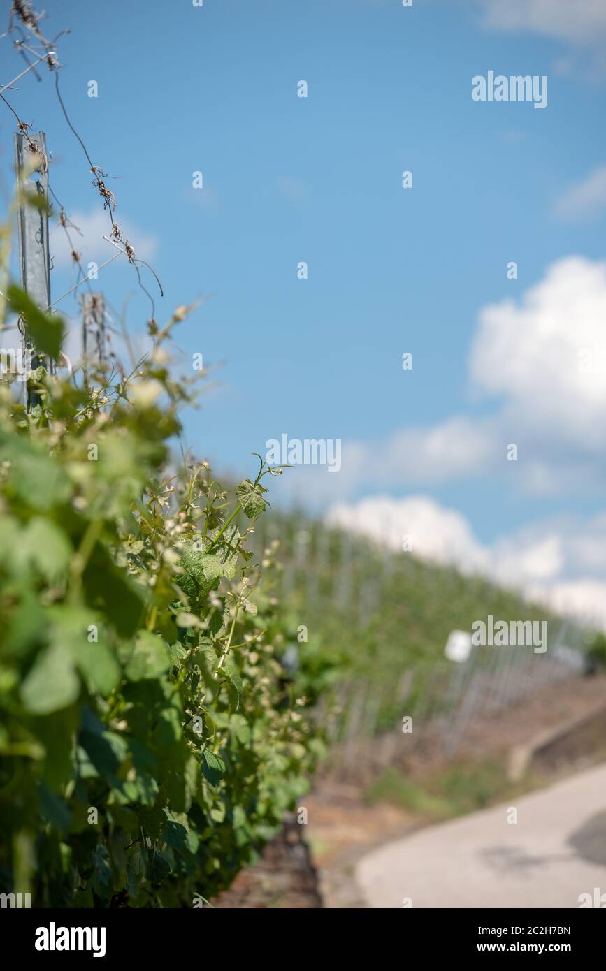 Ahr Mountains Stockfoto