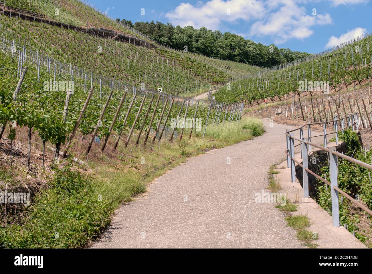 Rotweinpfad Stockfoto