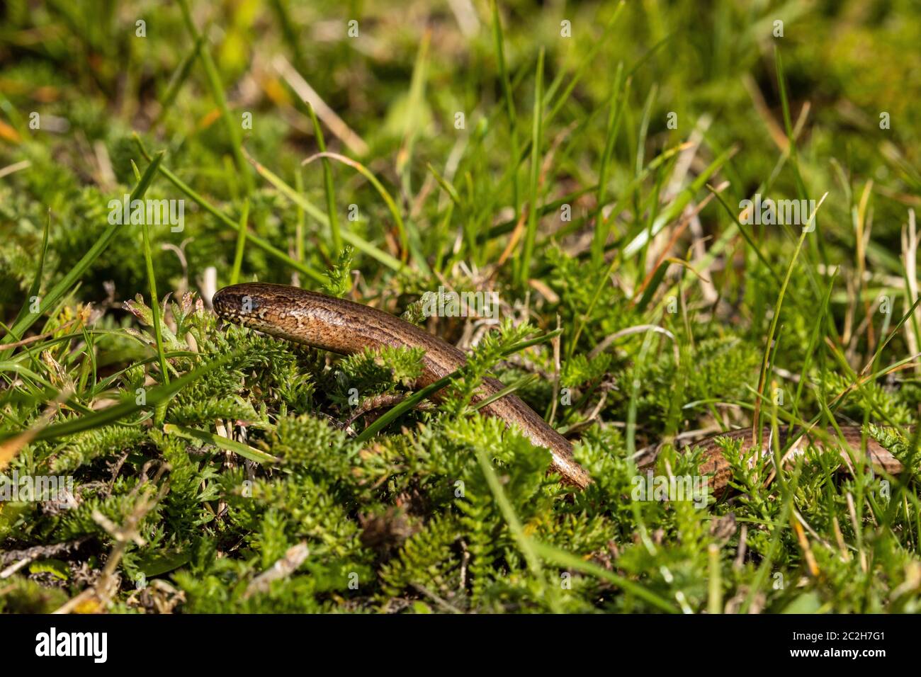 Blindwurm und Schlange in der Natur Stockfoto