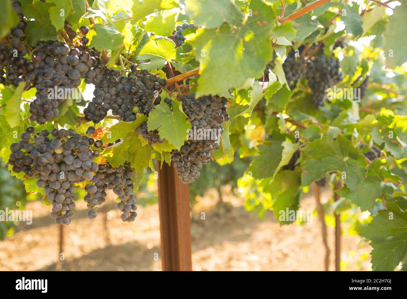 Große Trauben, Rotwein, Trauben von einer alten Rebe in warmes Licht am Nachmittag hängen Stockfoto