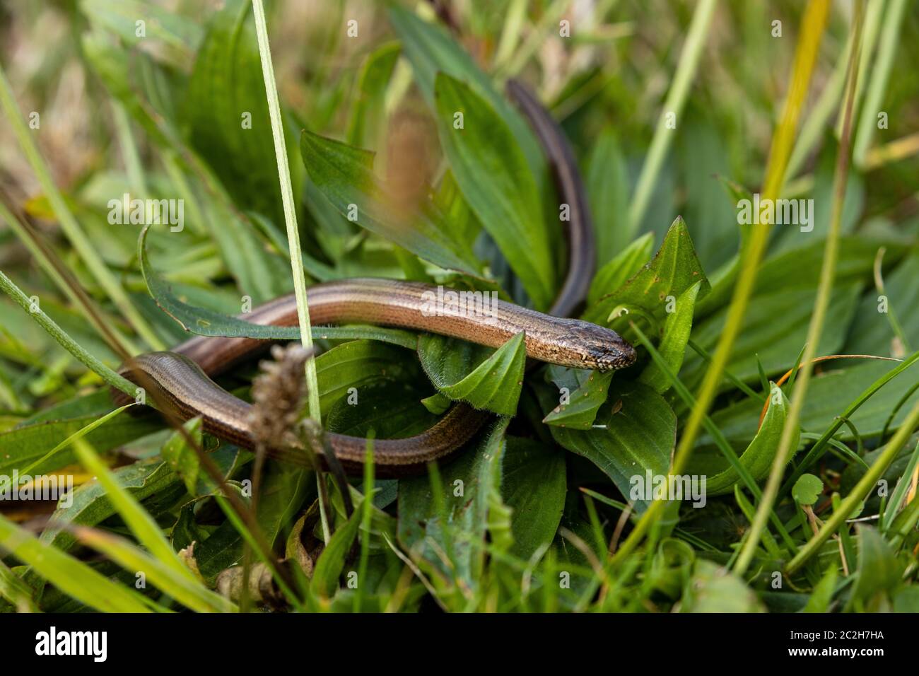 Blindwurm und Schlange in der Natur Stockfoto