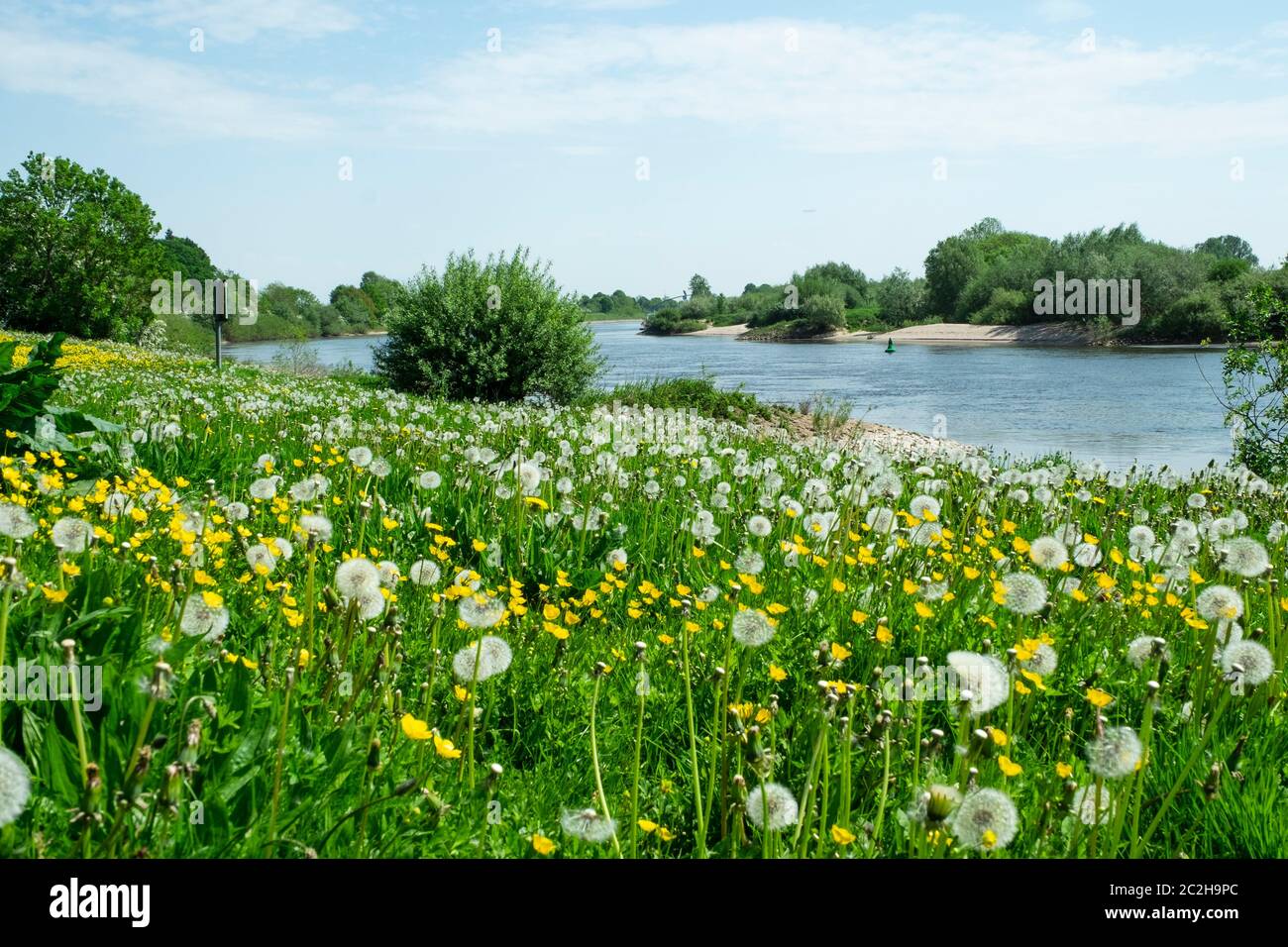 Pusteblumenwieser am Fluß „Weser“ in der Nähe von Bremen. Flußlauf bei Baden (Achim) Stockfoto