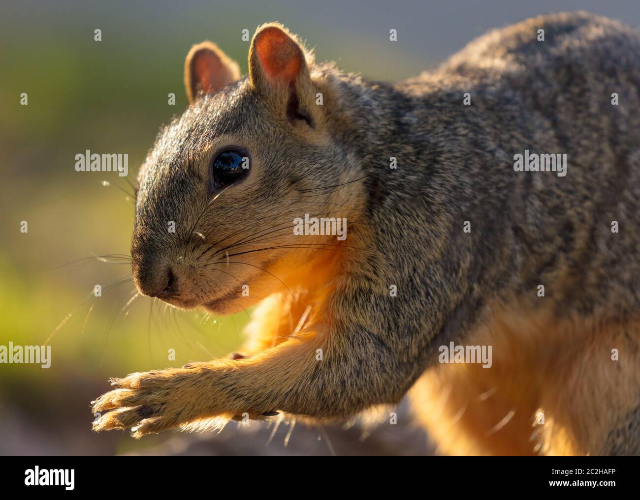 Eichhörnchen-Porträt Stockfoto