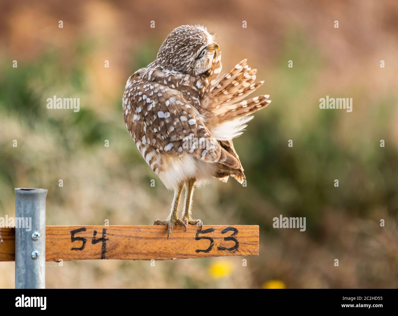 Eine brüchende Eule, Athene cunicularia, presen ihre Federn, während sie auf einem Nistpunkt Marker im Zanjero Park, Gilbert, Arizona, bangen Stockfoto