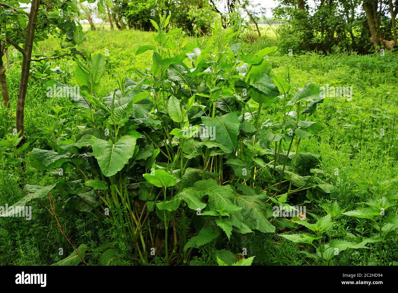 Große Gartenschnecke Rumex acetosa im Juni Stockfoto
