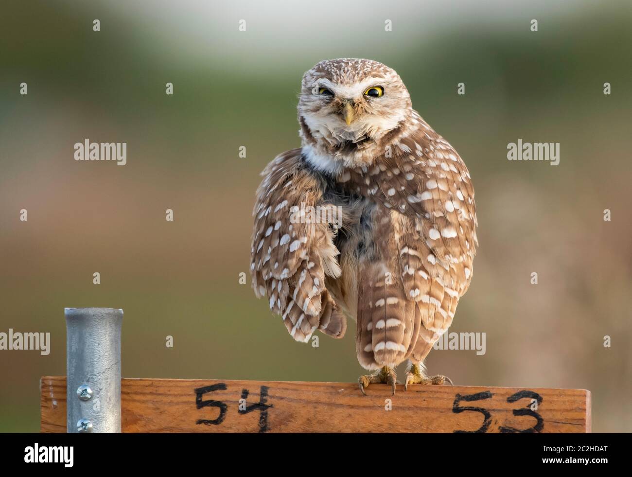Eine Burrowing Owl, Athene cunicularia, steht auf einem Nistplatz Marker in Zanjero Park, Gilbert, Arizona Stockfoto