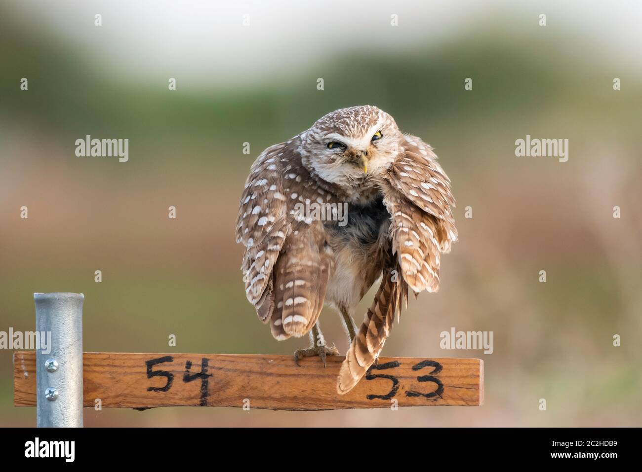 Eine Burrowing Owl, Athene cunicularia, steht auf einem Nistplatz Marker in Zanjero Park, Gilbert, Arizona Stockfoto