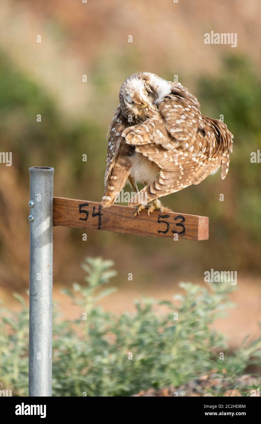Eine brüchende Eule, Athene cunicularia, presen ihre Federn, während sie auf einem Nistpunkt Marker im Zanjero Park, Gilbert, Arizona, bangen Stockfoto