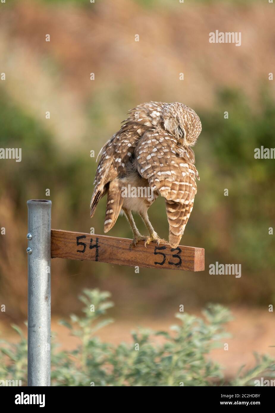 Eine brüchende Eule, Athene cunicularia, presen ihre Federn, während sie auf einem Nistpunkt Marker im Zanjero Park, Gilbert, Arizona, bangen Stockfoto