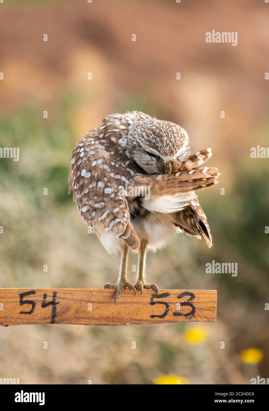 Eine brüchende Eule, Athene cunicularia, presen ihre Federn, während sie auf einem Nistpunkt Marker im Zanjero Park, Gilbert, Arizona, bangen Stockfoto