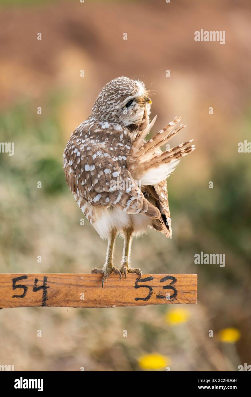 Eine brüchende Eule, Athene cunicularia, presen ihre Federn, während sie auf einem Nistpunkt Marker im Zanjero Park, Gilbert, Arizona, bangen Stockfoto