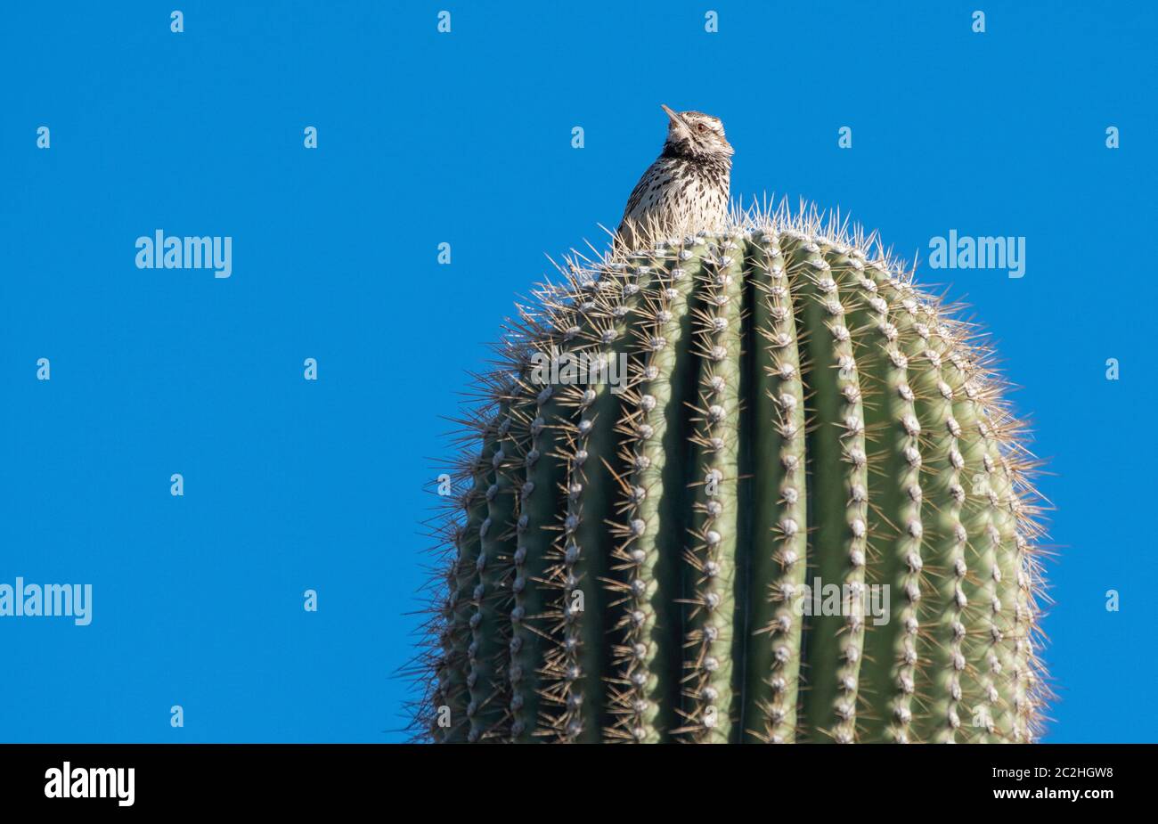 Kaktus Wren, Campylorhynchus brunneicapillus, Barsche auf einem Saguaro Kaktus, Carnegiea gigantea, im Papago Park, Teil des Phoenix Mountains Preserve Stockfoto