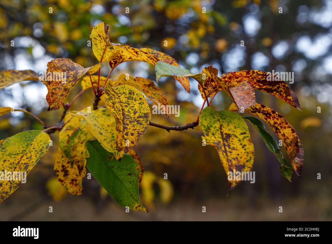 Herbstblätter auf einem Zweig mit braunen Flecken, die Natur sterbend Stockfoto