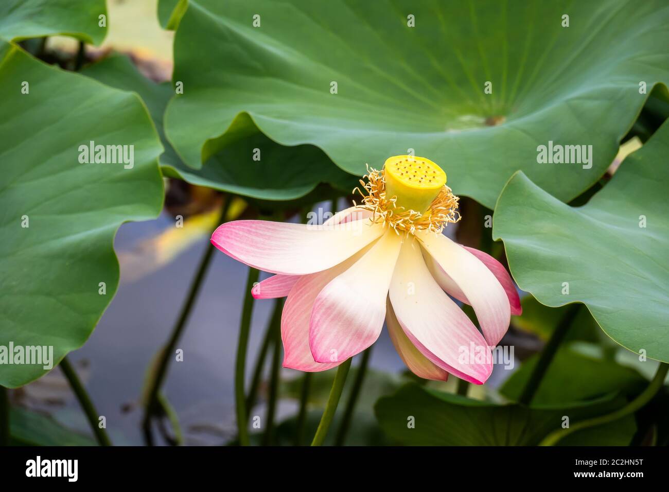 Teich gartenblume Fotos und Bildmaterial in hoher Auflösung Alamy