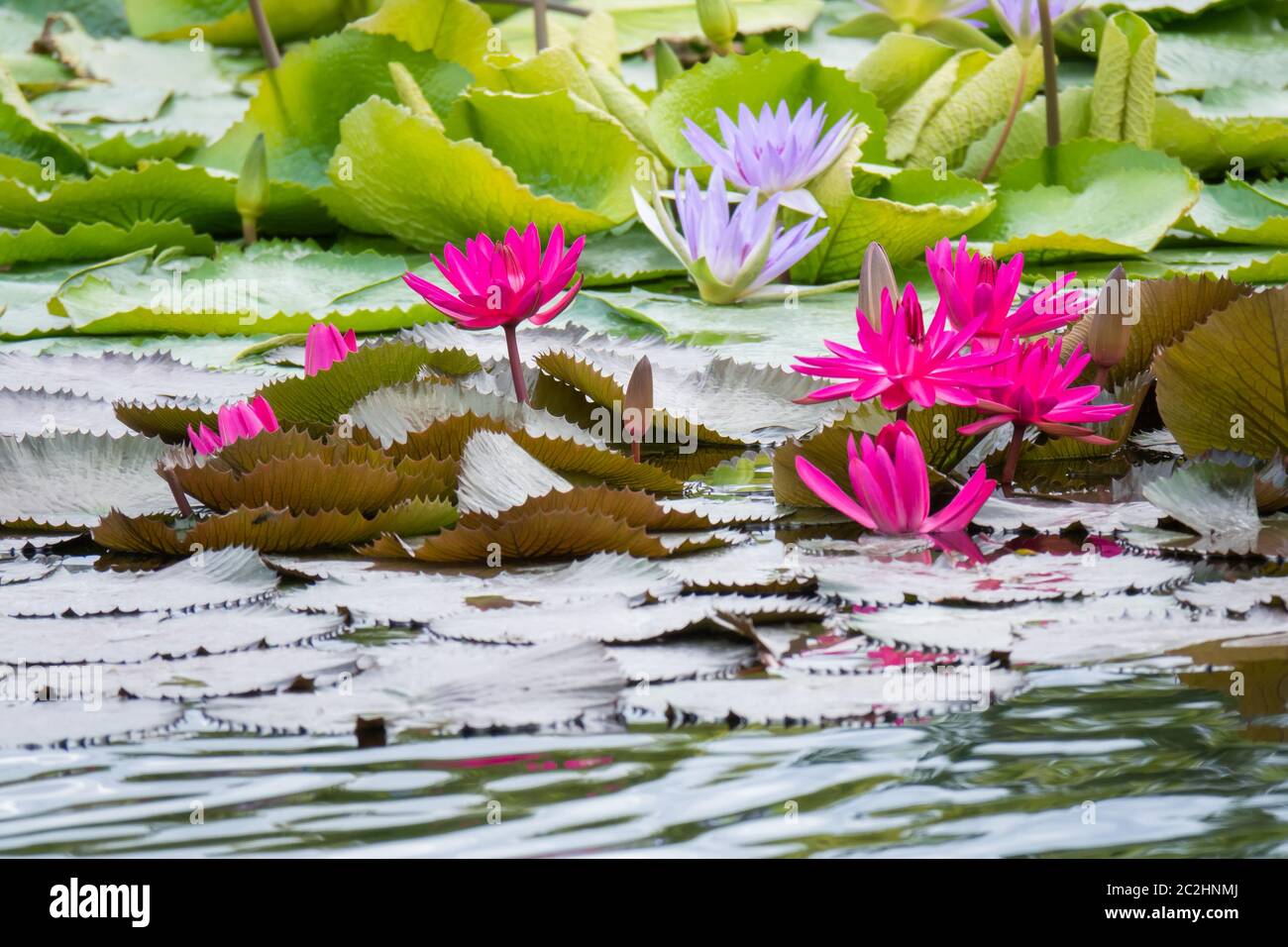 Seerosenteich im garten Fotos und Bildmaterial in hoher Auflösung Alamy