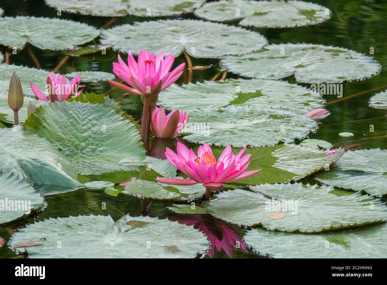 Garten mit teich mit seerose Fotos und Bildmaterial in hoher