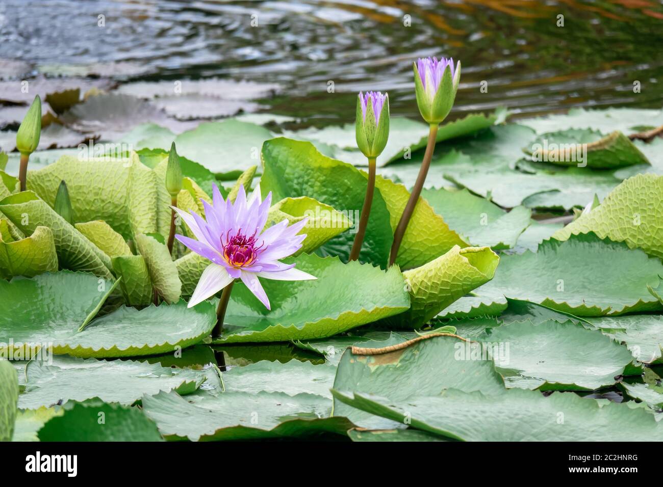 32+ Seerose In Kleinem Teich, Reich blühende seerose,