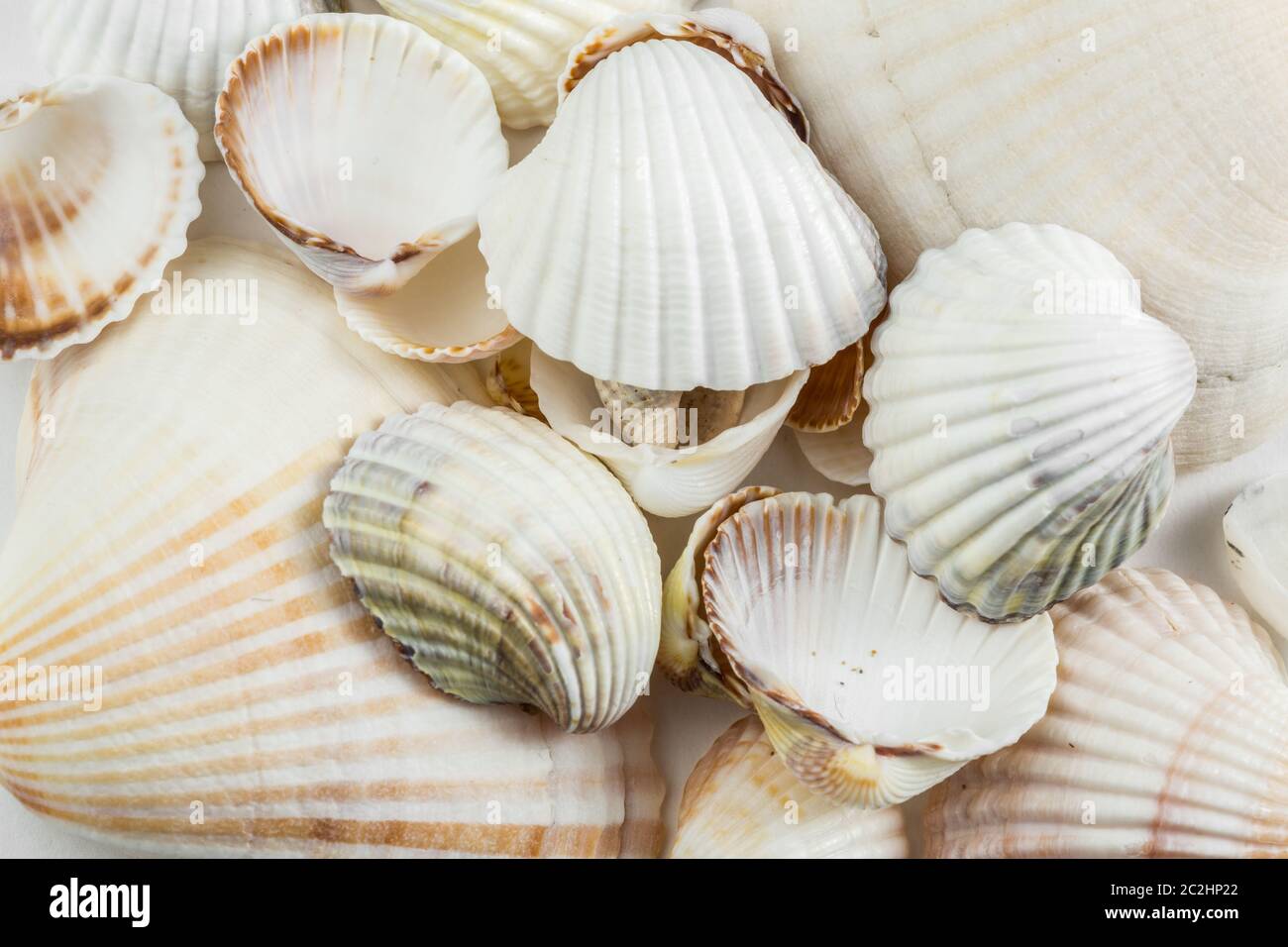 Hintergrund Der kleine Muscheln beige auf einem weißen Hintergrund. Stockfoto